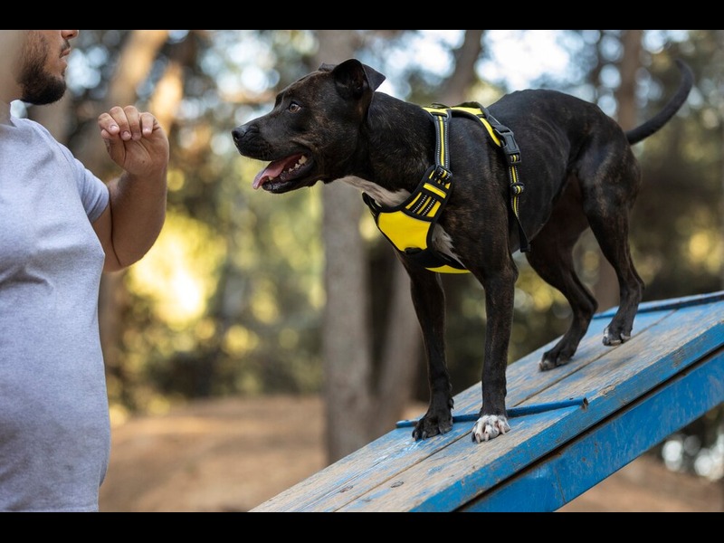 How to Fit a Ruffwear Harness on Your Dog for Outdoor Activities